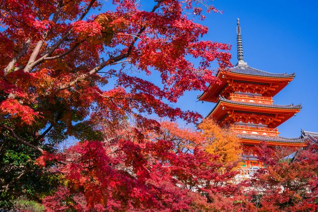 紅葉と五重塔(季節のイメージ写真)