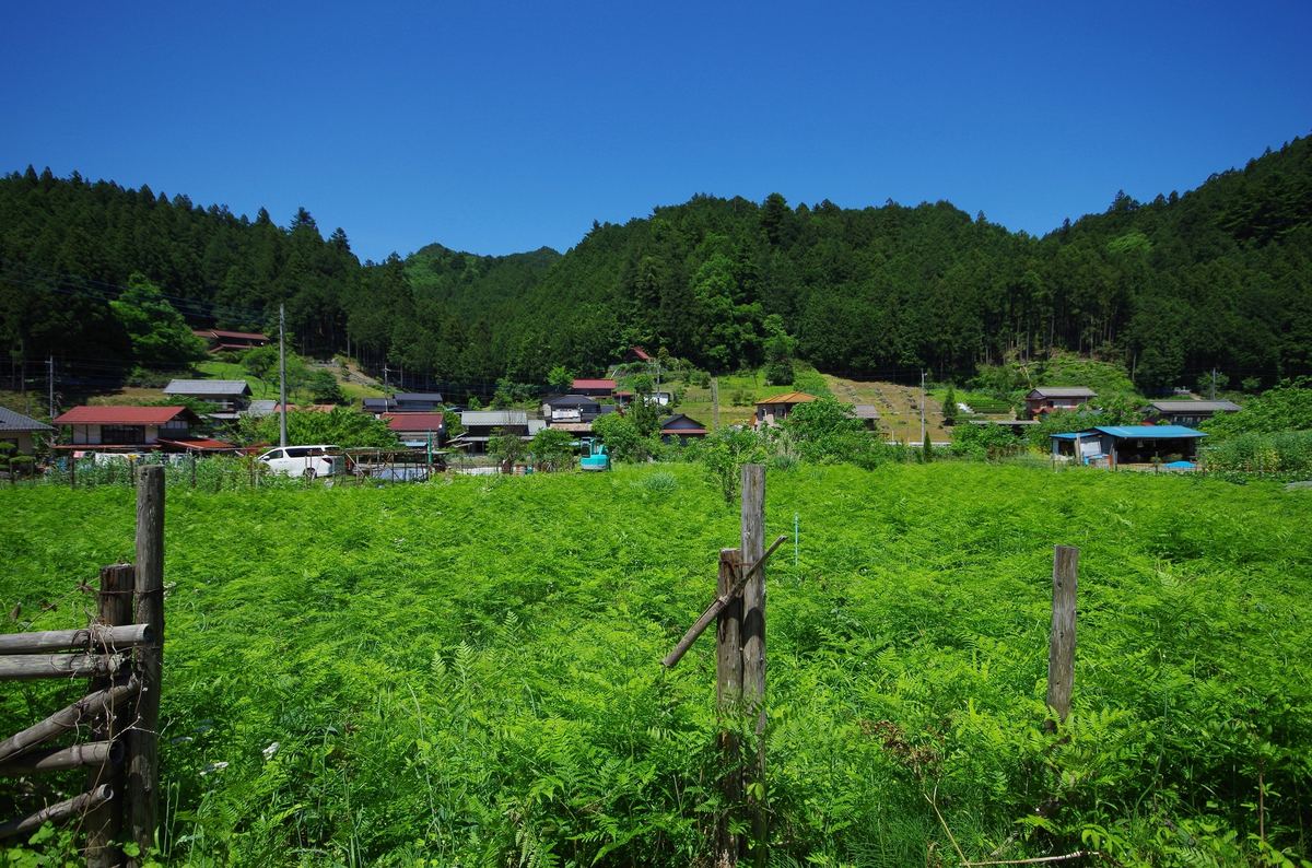 草が生い茂った空き地と周辺の田舎の風景