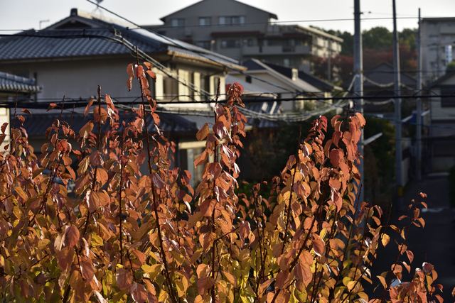 紅葉の木々と静かな住宅街(季節のイメージ写真)